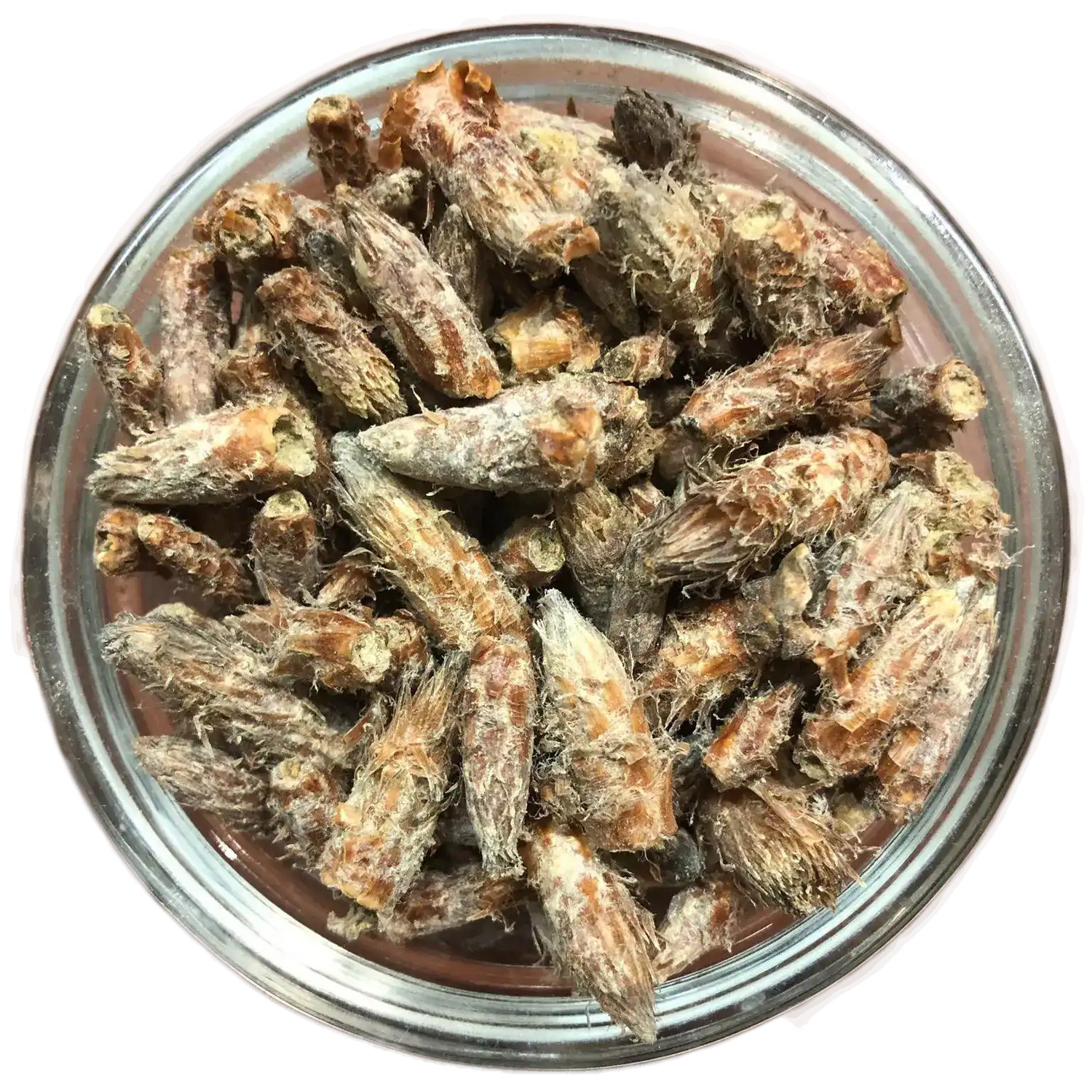 Getrocknete Kiefernsprossen (Pini suboles) in einem Glas. Natürliche Knospen und Kräuter für Bäder, Tees oder zum Räuchern.