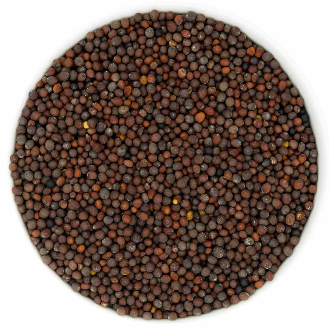 Senfkörner schwarz 100g Die Kräuterdrogerie