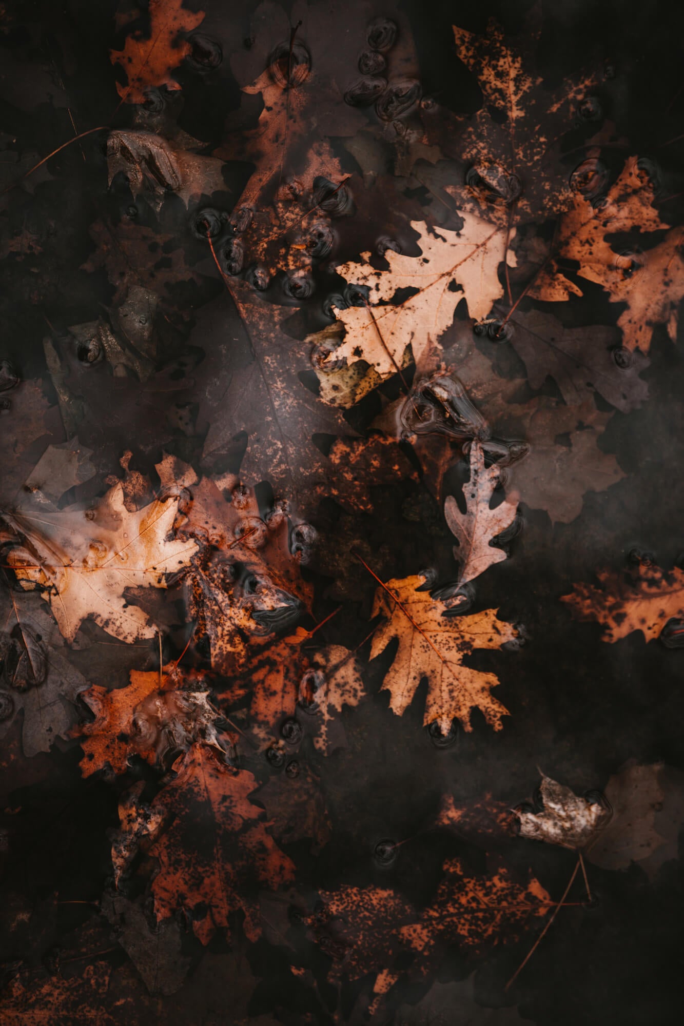 Dunkle, nasse Herbstblätter und Eichenlaub im Wasser, erdig und melancholisch.