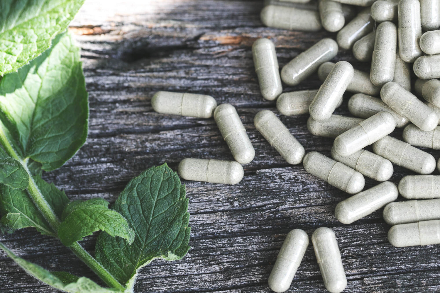 Kapseln mit pflanzlichem Pulver und frischen Minzblättern auf Holzuntergrund. Natürliche Nahrungsergänzung & pflanzliche Vitamine der Kräuterdrogerie.