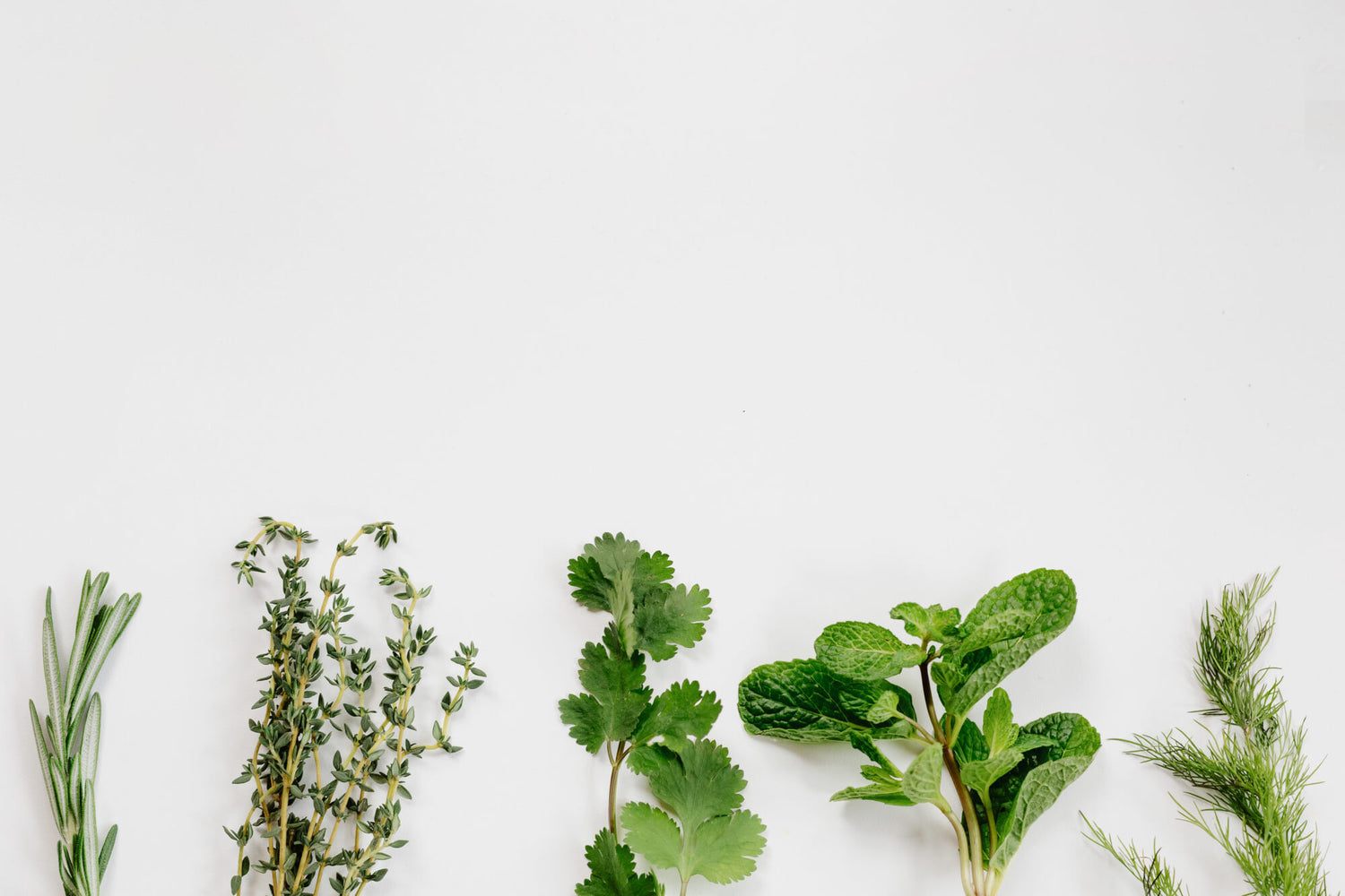 Eine Reihe von frischen Kräutern wie Rosmarin, Thymian, Koriander, Minze und Dill auf weißem Hintergrund. Hochwertige Gewürze und Heilkräuter für Küche und Gesundheit.