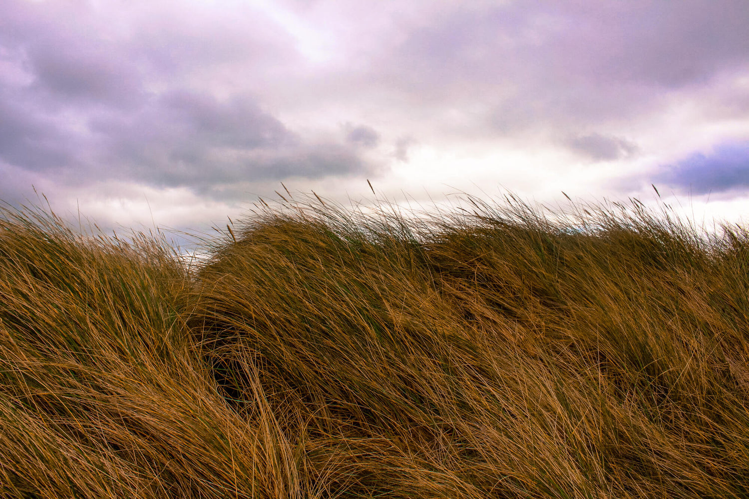 Langes, ockerfarbenes Strandgras (Dünengras) im Wind unter einem bewölkten Himmel. Bild für Naturverbundenheit und Rohstoffe aus der Natur.