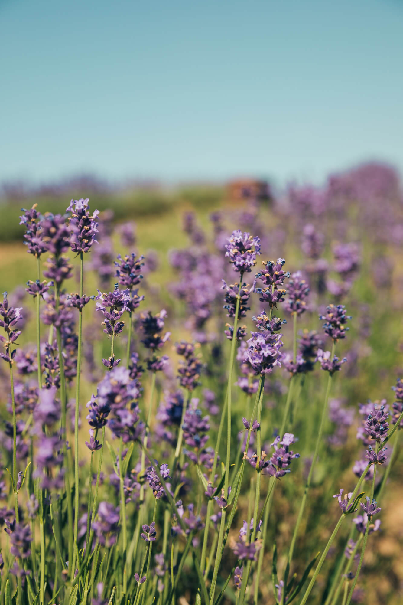 Nahaufnahme eines blühenden, violetten Lavendelfeldes unter blauem Himmel. Duftende Heilkräuter und ätherische Öle der Kräuterdrogerie Wien.