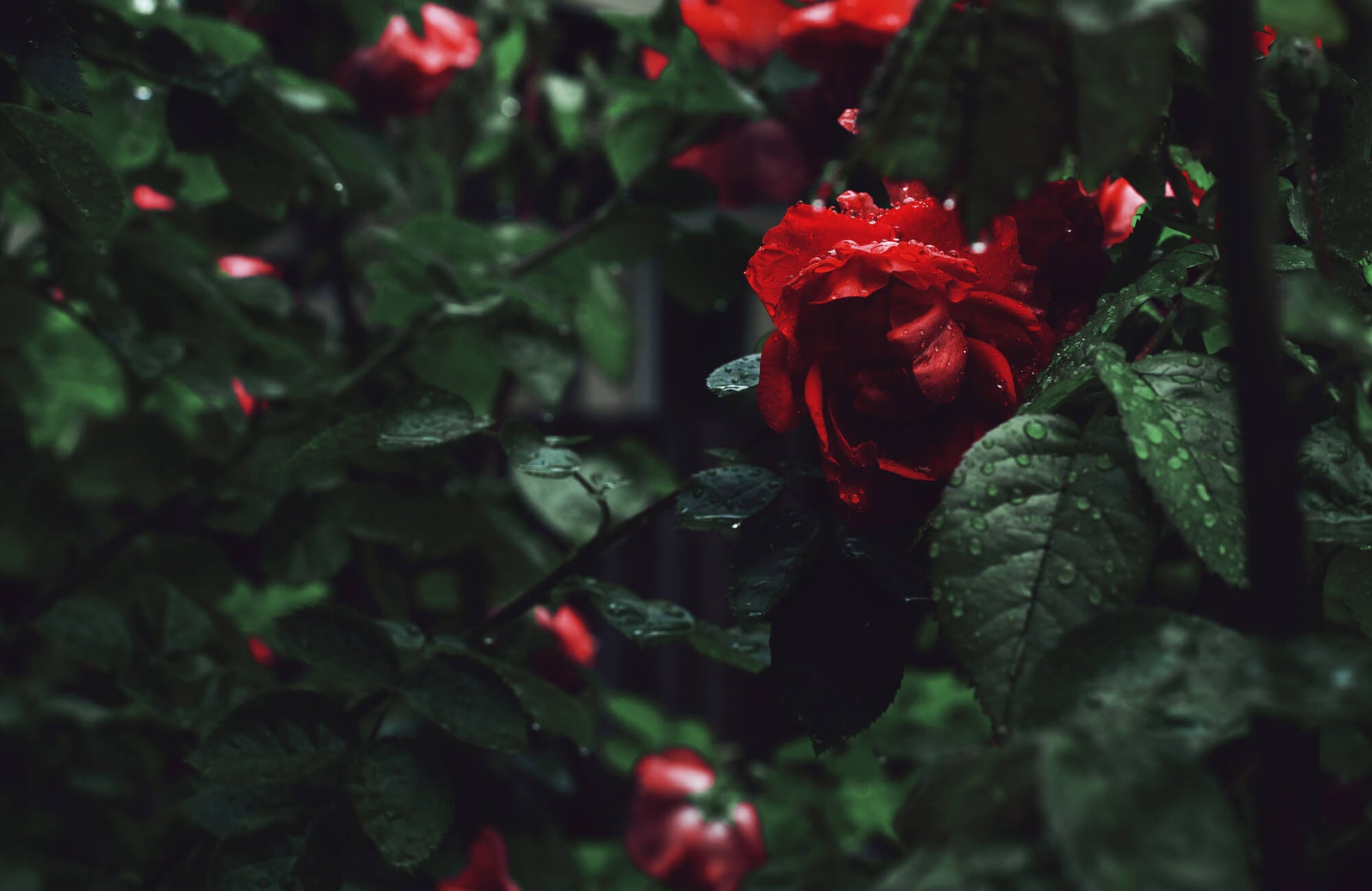 Dunkelrote Rose im dichten Grün, benetzt mit Regentropfen. Symbol für Schönheit, Heilkraft und botanische Inhaltsstoffe.