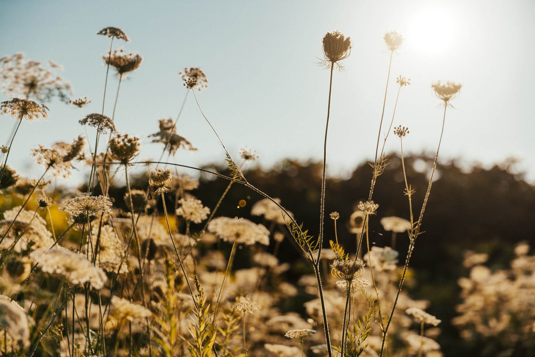 Filigrane Wildblumen und Kräuterblüten im Gegenlicht der Abendsonne. Natürliche Zutaten für Tees und Tinkturen der Kräuterdrogerie.