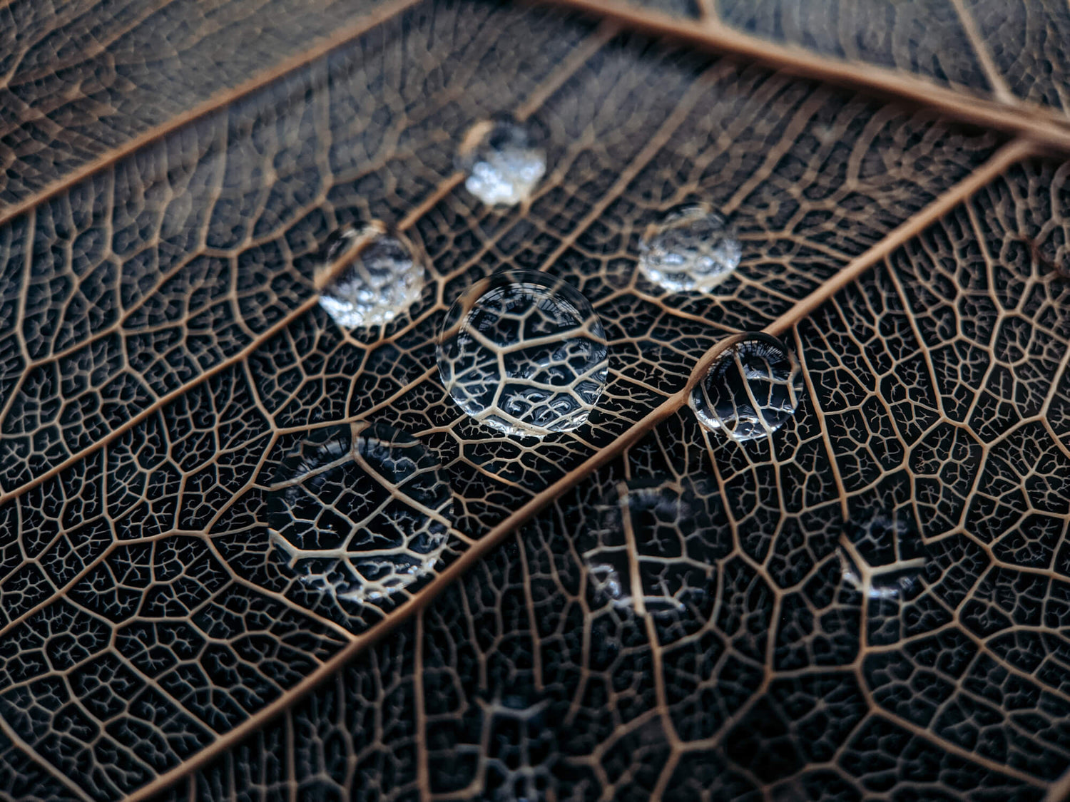 Makroaufnahme von Wassertropfen auf einem Blatt, die die feine Blattstruktur vergrößern. Fokus auf die natürlichen Inhaltsstoffe und Qualität der Kräuter.