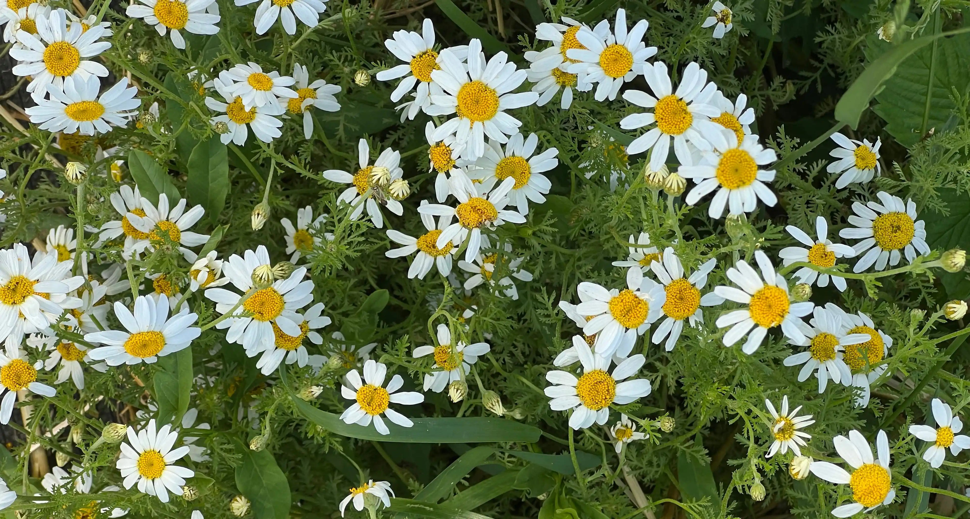 Sommer