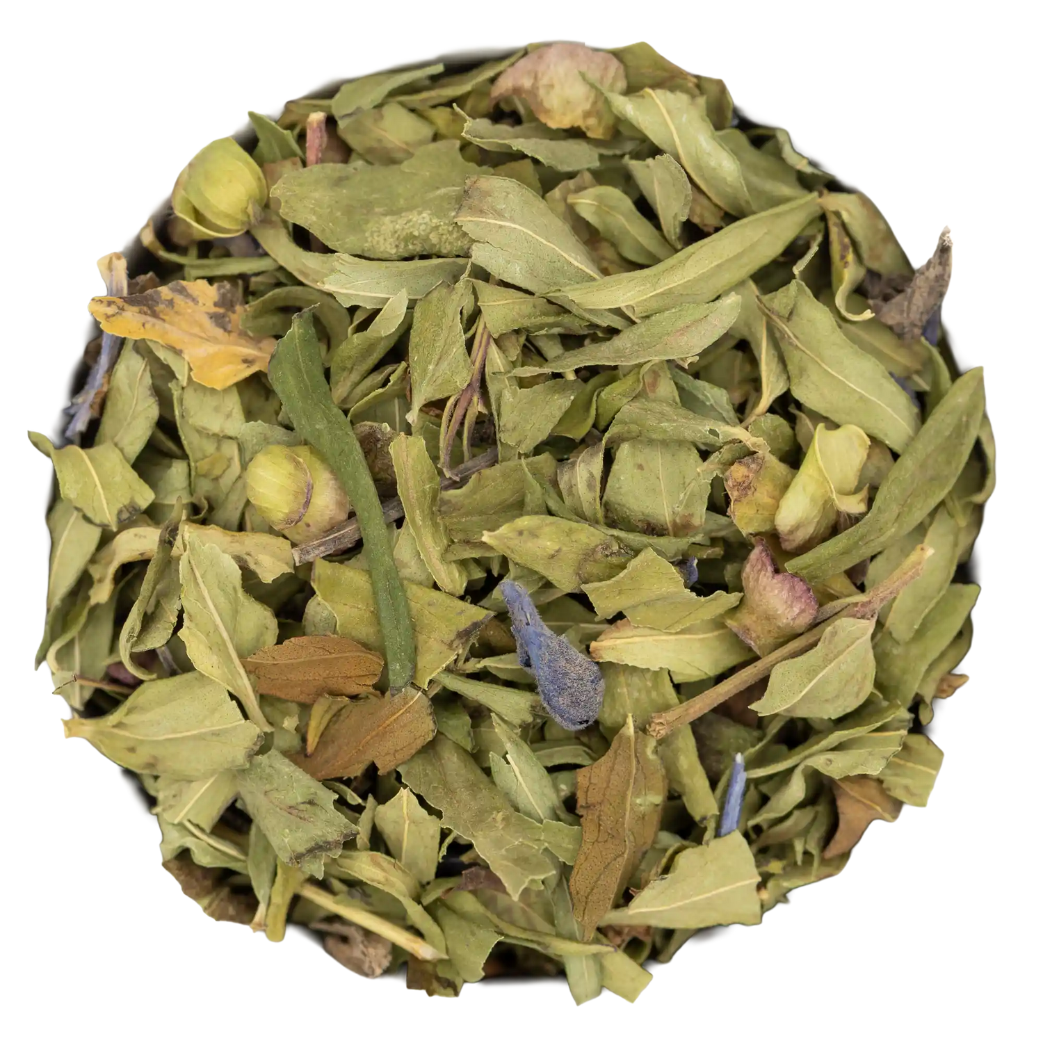 Baikal Helmkraut
