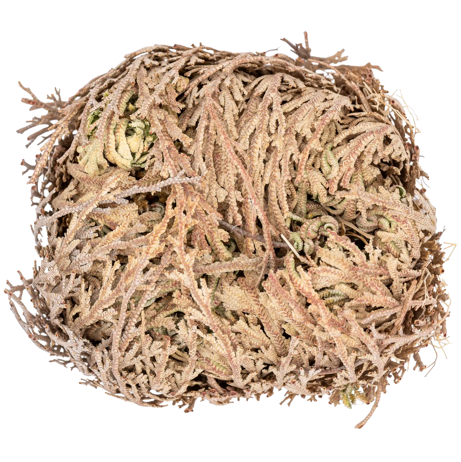 Rose von Jericho